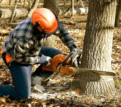 Tree Removal in Burt, MI